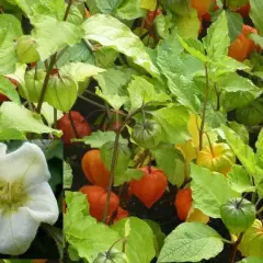 PHYSALIS alkekengi 'Franchetii'