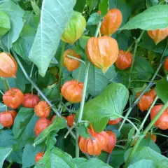 PHYSALIS alkekengi 'Franchetii'