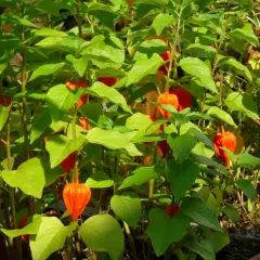 PHYSALIS alkekengi 'Franchetii'