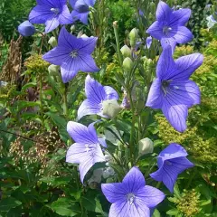 PLATYCODON grandiflorus 'Mariesii' - Fleur Ballon