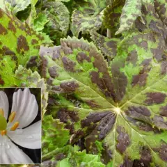 PODOPHYLLUM peltatum - Podophylle