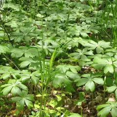 PODOPHYLLUM peltatum - Podophylle