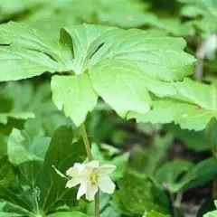 PODOPHYLLUM peltatum - Podophylle