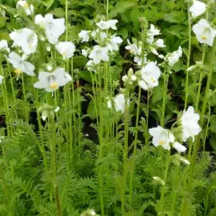 POLEMONIUM caeruleum 'Album' - Valériane grecque