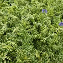 POLEMONIUM caeruleum 'Brise d'Anjou' ® - Valériane grecque