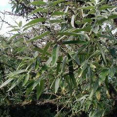 ELAEAGNUS angustifolia - Olivier de bohème, Eleagnus