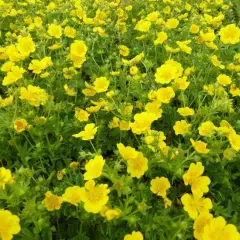 POTENTILLA vivace 'Aurea' - Potentille vivace jaune