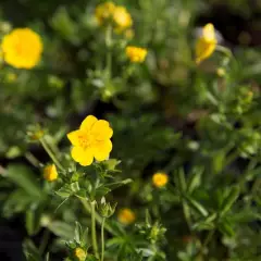 POTENTILLA vivace 'Aurea' - Potentille vivace jaune