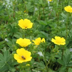 POTENTILLA vivace 'Aurea' - Potentille vivace jaune