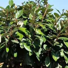 ELAEAGNUS ebbingei 'Compacta'