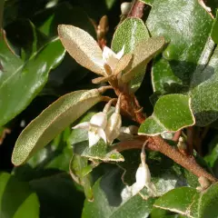 ELAEAGNUS ebbingei 'Compacta'