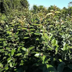 ELAEAGNUS ebbingei 'Compacta'