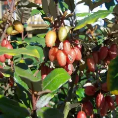 ELAEAGNUS ebbingei 'Compacta'