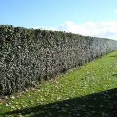 ELAEAGNUS ebbingei 'Compacta'