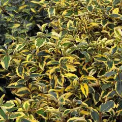 ELAEAGNUS ebbingei 'Gilt Edge' - Chalef à feuillage panaché