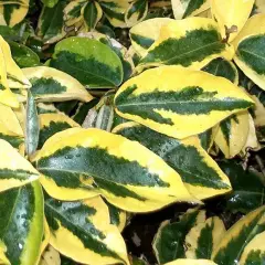 ELAEAGNUS ebbingei 'Gilt Edge' - Chalef à feuillage panaché