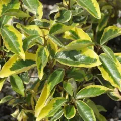 ELAEAGNUS ebbingei 'Gilt Edge' - Chalef à feuillage panaché