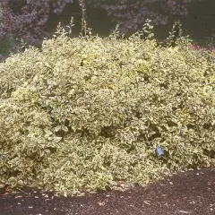 ELAEAGNUS ebbingei 'Gilt Edge' - Chalef à feuillage panaché