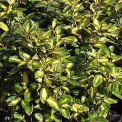 ELAEAGNUS ebbingei 'Limelight' - Chalef à feuillage panaché