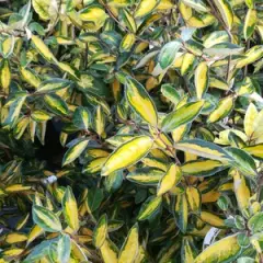 ELAEAGNUS ebbingei 'Limelight' - Chalef 'Limelight', Eleagnus