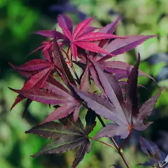 Érable du Japon 'Atropurpureum' - Acer palmatum 'Atropurpureum', érable japonais