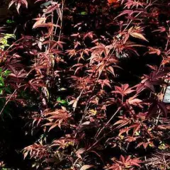 Érable du Japon 'Atropurpureum' - Acer palmatum 'Atropurpureum', érable japonais