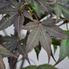 ACER palmatum 'Atropurpureum' - Erable du japon