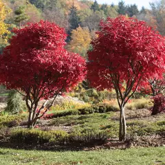 Érable du Japon 'Atropurpureum' - Acer palmatum 'Atropurpureum', érable japonais