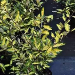 ELAEAGNUS pungens 'Maculata' - Chalef piquant 'Maculata', Eleagnus