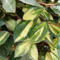 ELAEAGNUS pungens 'Maculata' - Chalef piquant 'Maculata', Eleagnus