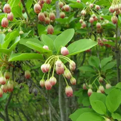 ENKIANTHUS campanulatus - Andromède campanulée