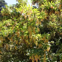 ENKIANTHUS campanulatus - Andromède campanulée