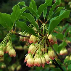 ENKIANTHUS campanulatus - Andromède campanulée