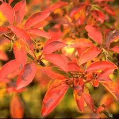 ENKIANTHUS campanulatus - Andromède campanulée