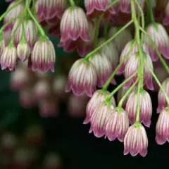 ENKIANTHUS campanulatus - Andromède campanulée