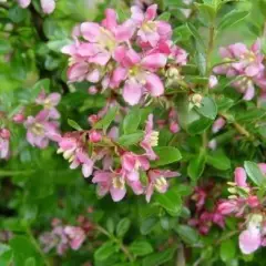 ESCALLONIA 'Donard Seedling' - Escallonia