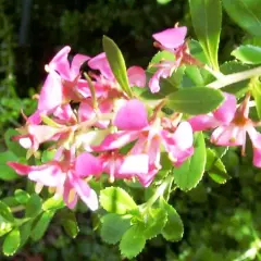 ESCALLONIA 'Donard Seedling' - Escallonia