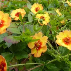 POTENTILLA vivace 'Tonguei'