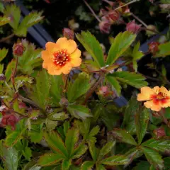 POTENTILLA vivace 'Tonguei'