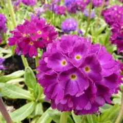 PRIMULA denticulata 'Rubin' - Primevère vivace