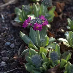 PRIMULA denticulata 'Rubin' - Primevère vivace