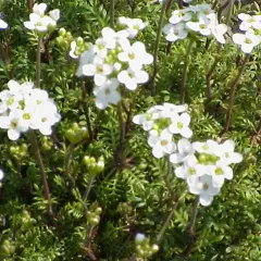 HUTCHINSIA Alpina - Cresson des chamois