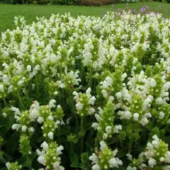 PRUNELLA grandiflora 'Alba'