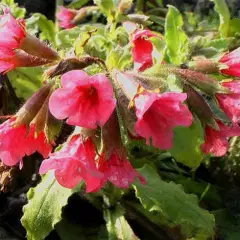 PULMONARIA rubra 'Redstart'