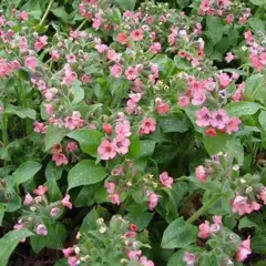 PULMONARIA 'Dora Bielefeld'