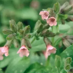 PULMONARIA 'Dora Bielefeld'