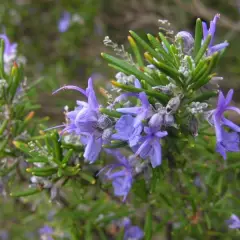 ROSMARINUS officinalis 'Capri'