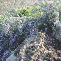 ROSMARINUS officinalis 'Capri'