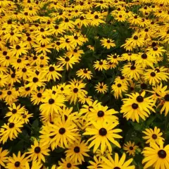 RUDBECKIA fulgida 'Goldsturm'