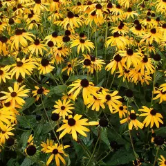 RUDBECKIA fulgida 'Goldsturm'